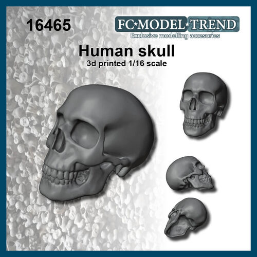 16465 Human skull, 1/16 scale